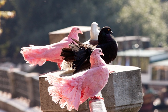 直接影響比 直接影響比